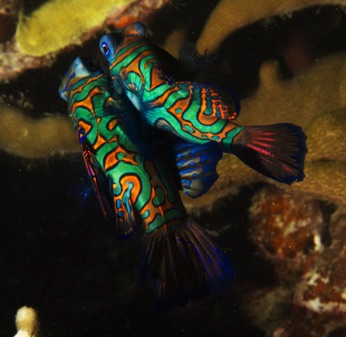 Mandarin Fish